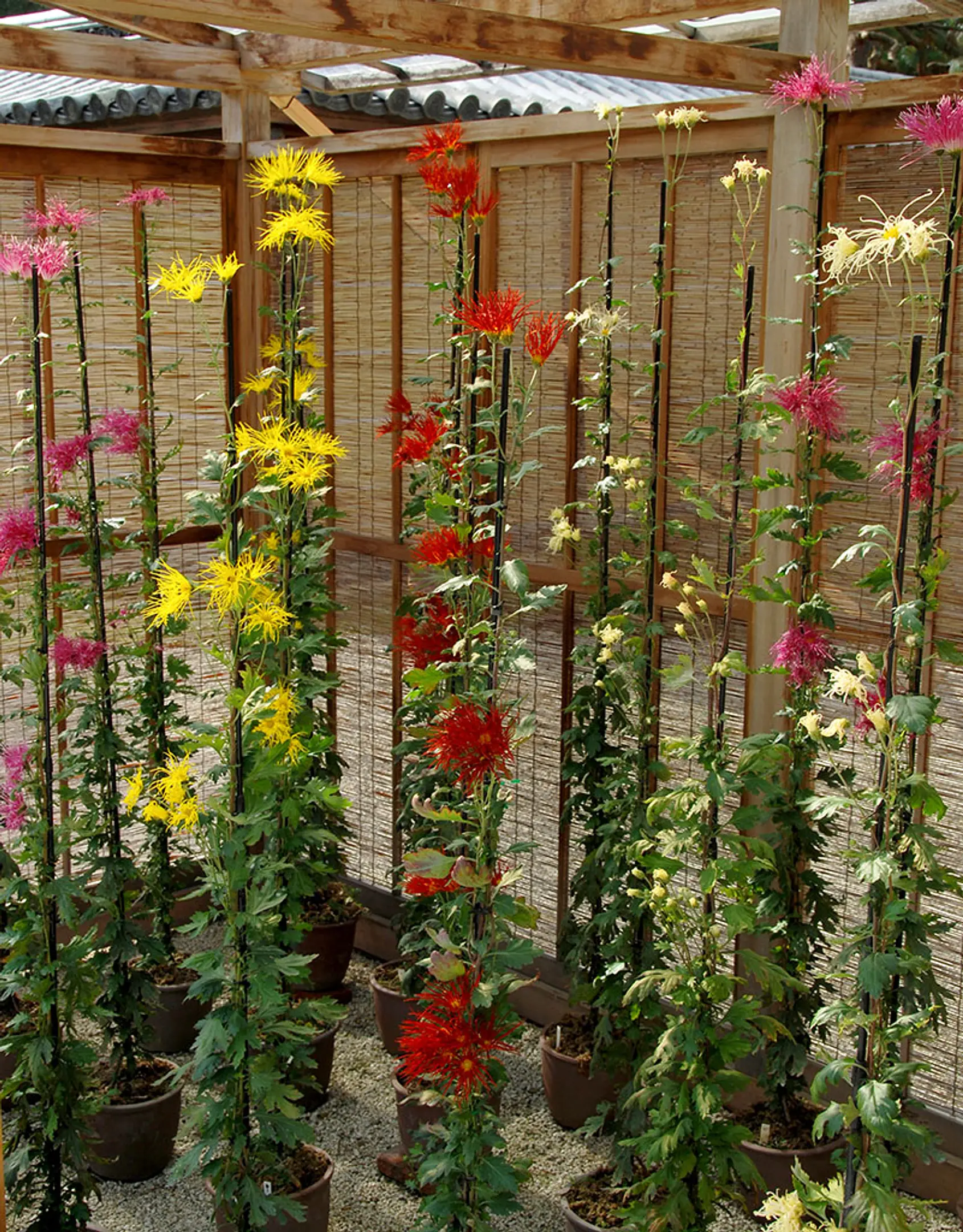 2　嵯峨菊_屋形_29_補正_縮小.jpg