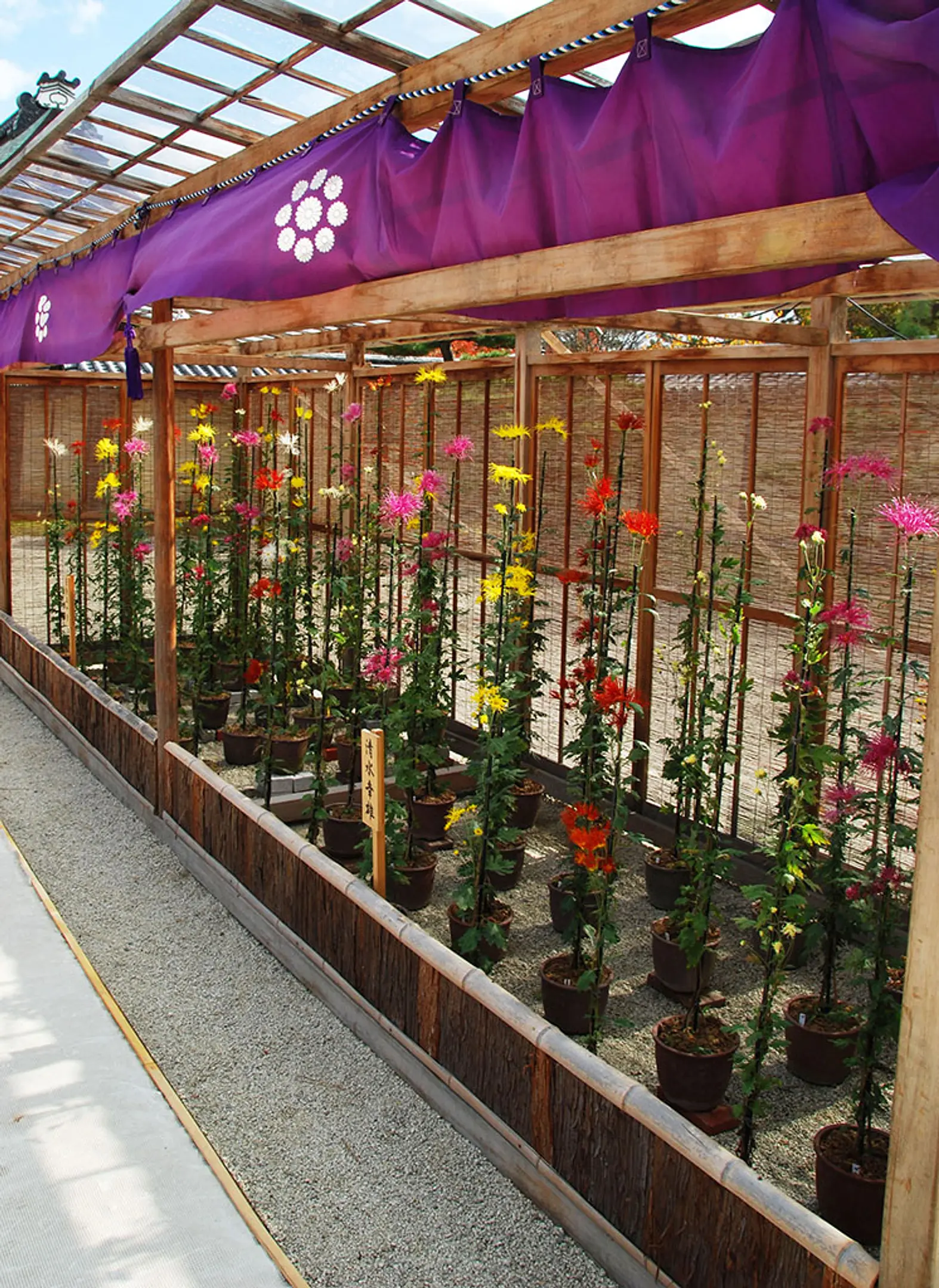 5　嵯峨菊_屋形1_縮小.jpg