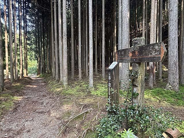 北山杉の並木道は、撮影スポットにもなっている。