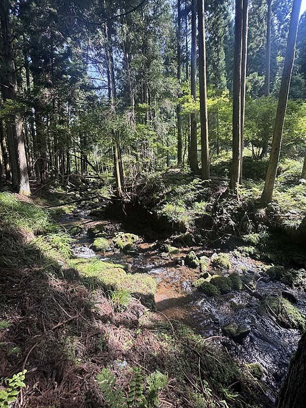 鞍馬街道を花脊峠の方へと向かうと、緑豊かな森の中を流れる鞍馬川を目にできる。