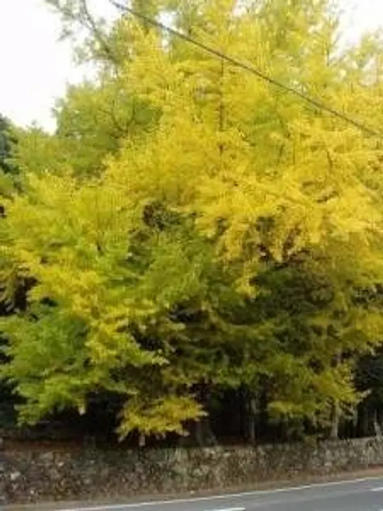 【大歳神社】紅葉（イチョウ）