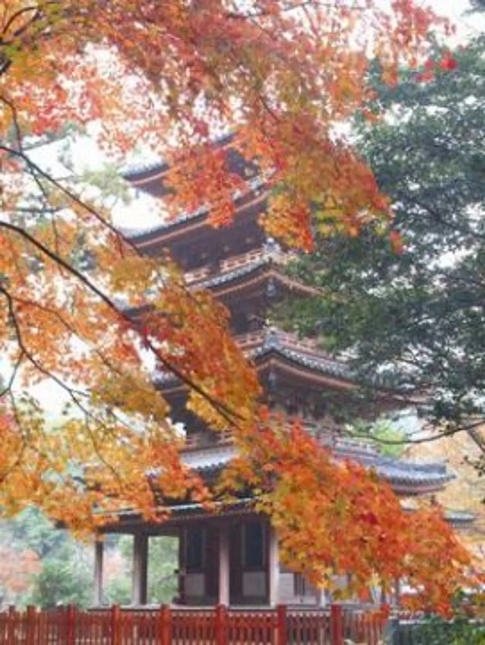 海住山寺の紅葉