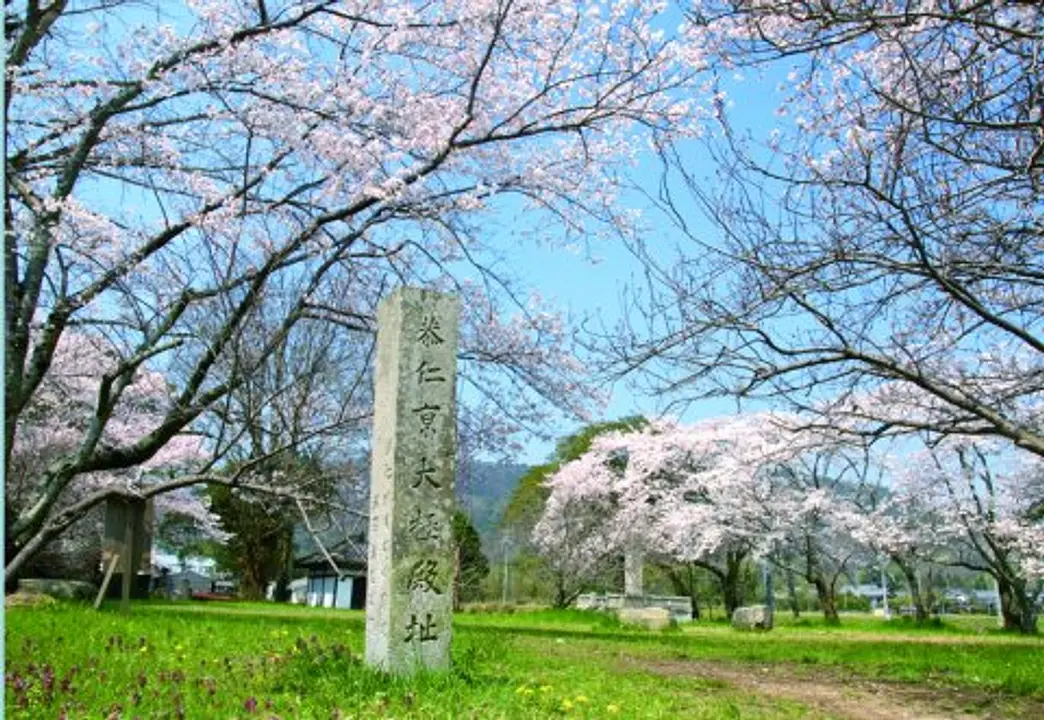 【特別史跡 恭仁宮跡】桜