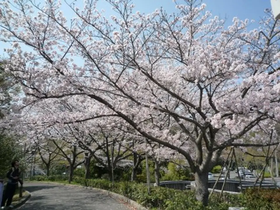 【鴻ノ巣山運動公園】桜