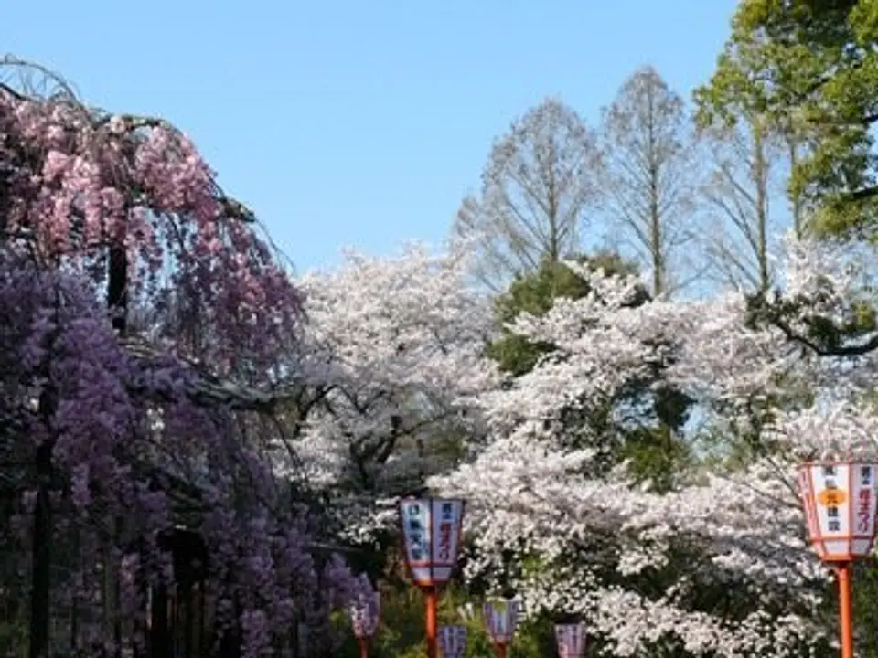 【さくら近隣公園】桜