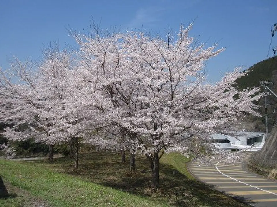 【スプリングスひよし　お花見広場】桜