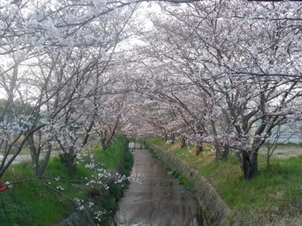 【虚空蔵谷川畔】桜