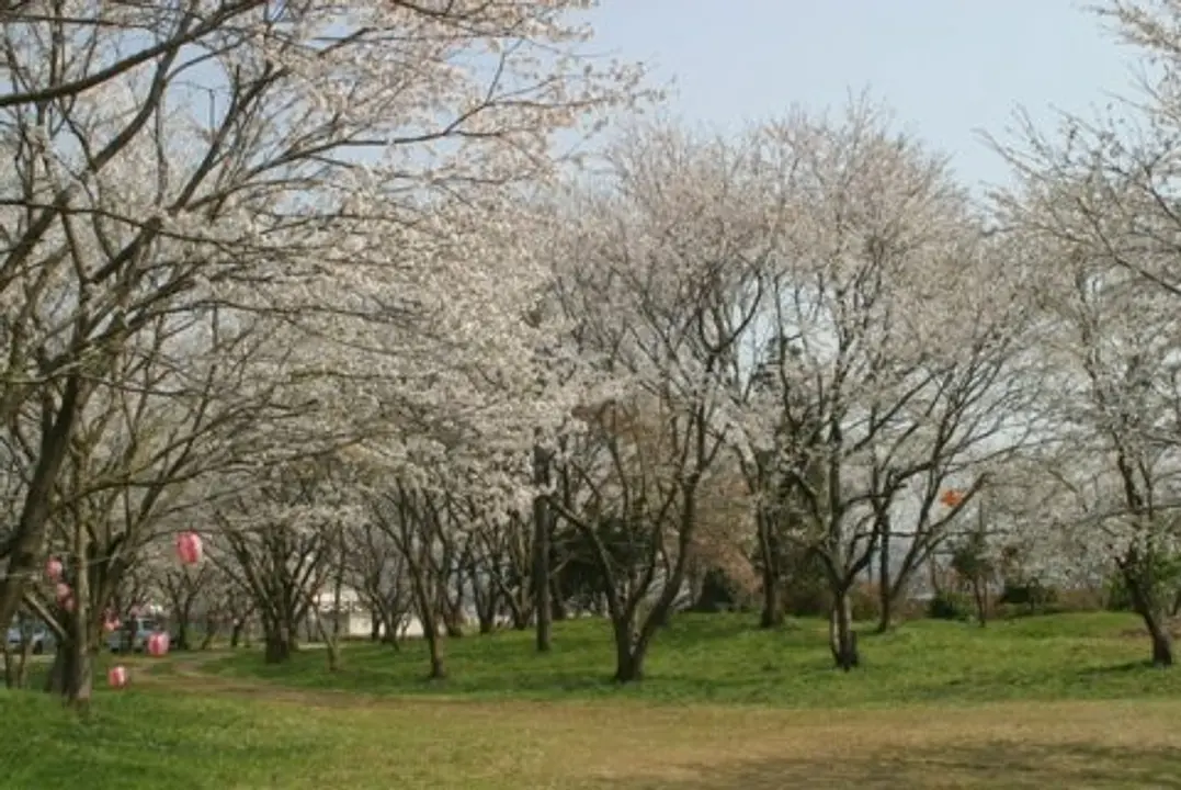 【峯空園】桜