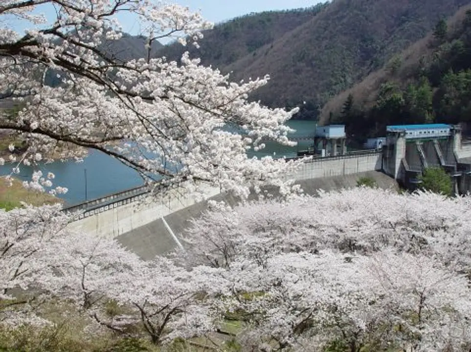 【大野ダム公園】桜