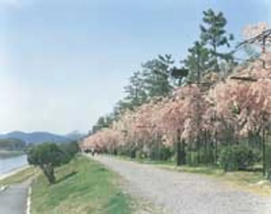 桜　半木の道