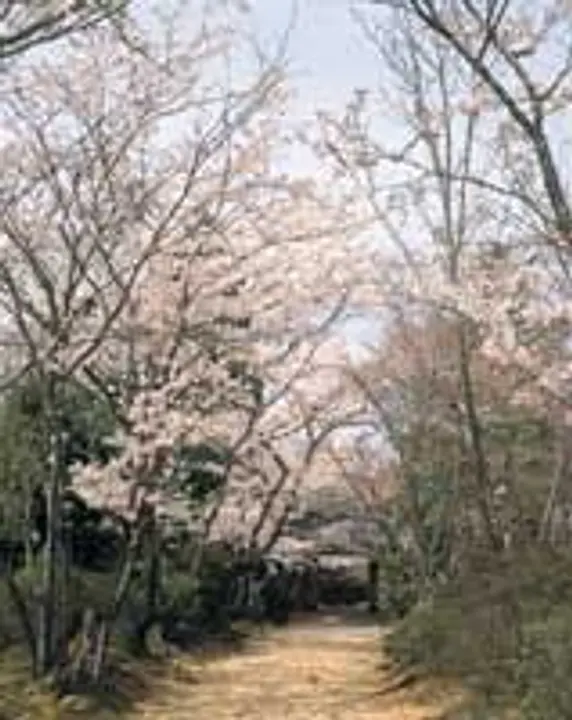 桜　常照寺