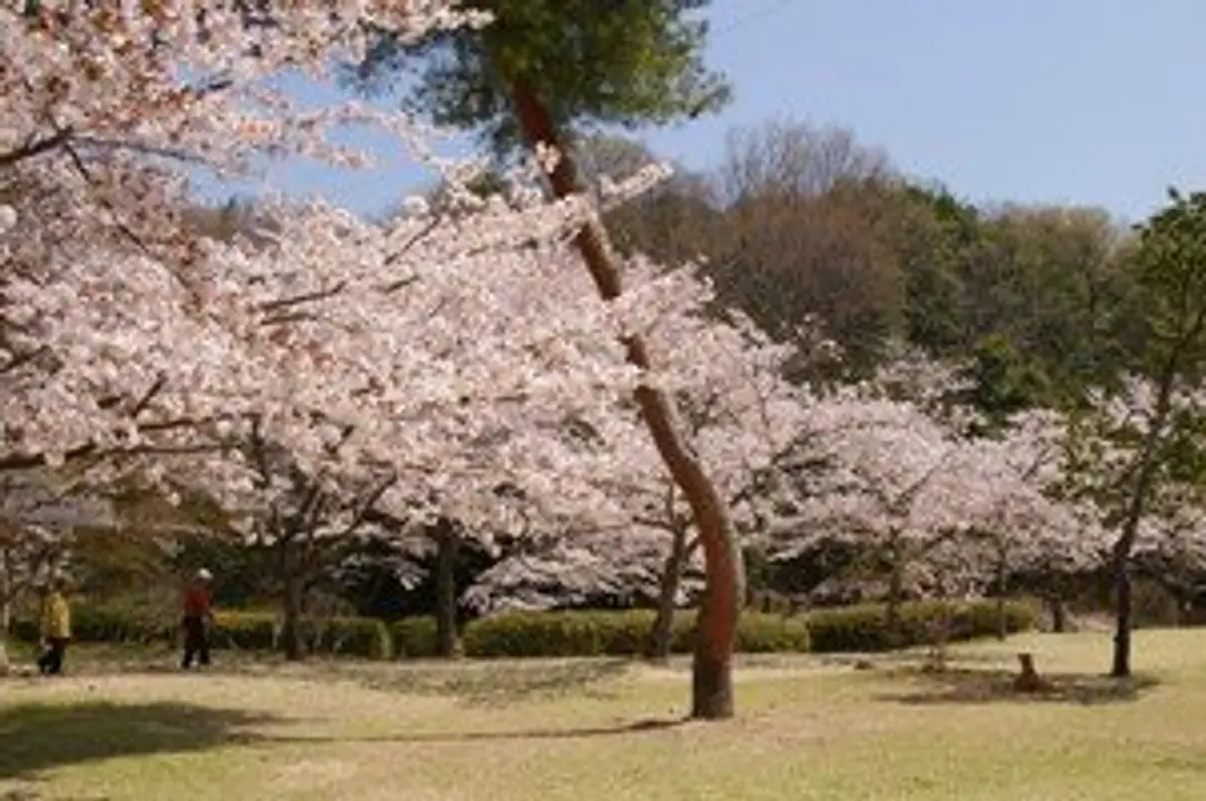 【山城総合運動公園 「太陽が丘」】桜