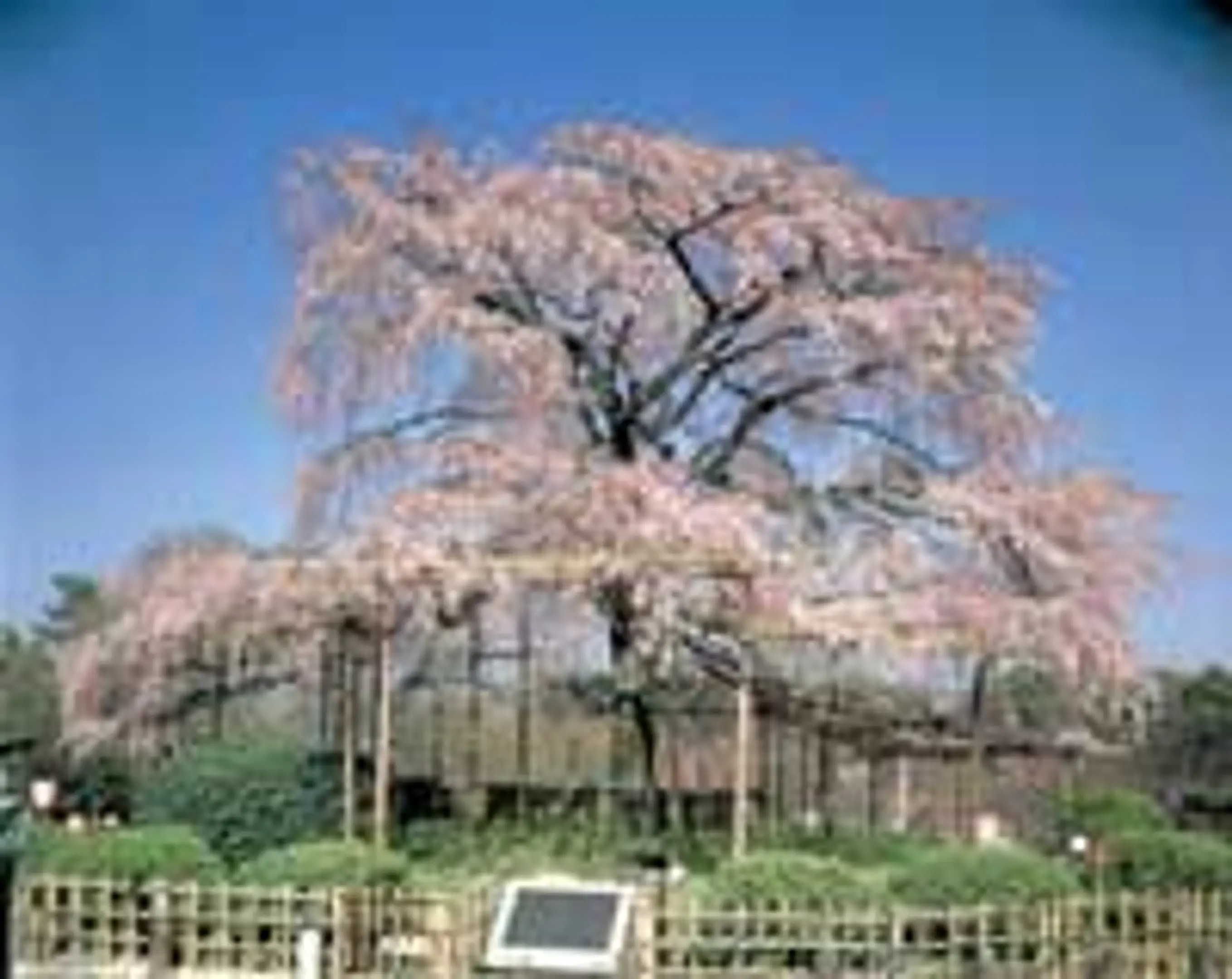 桜　円山公園