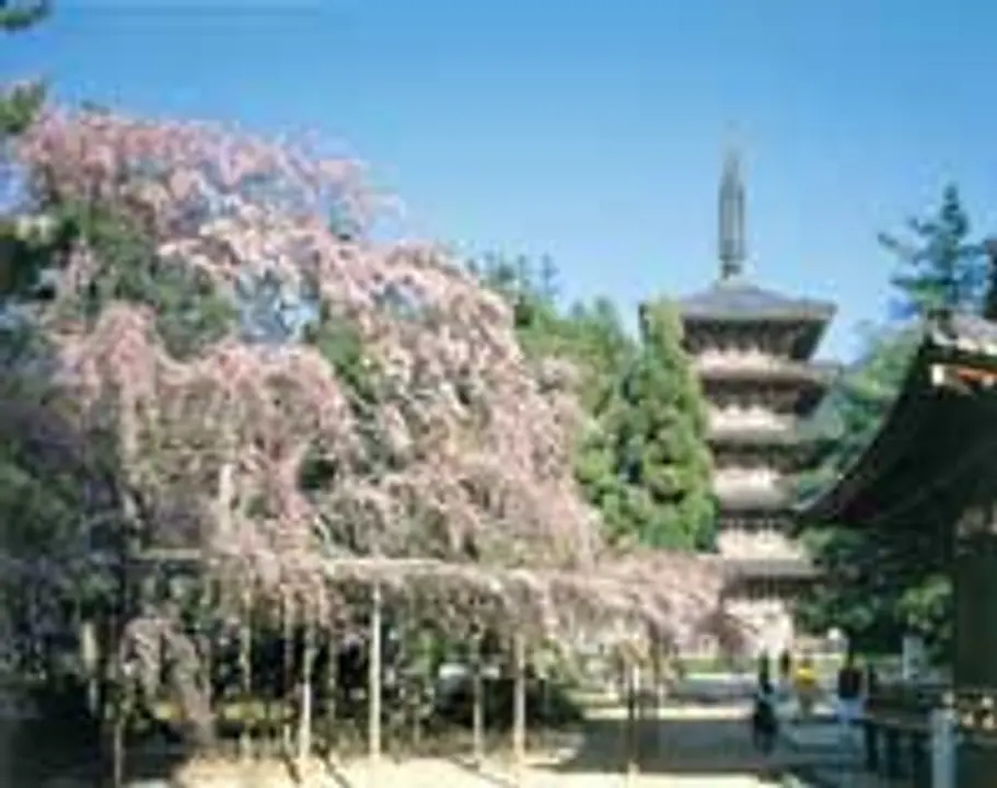 桜　醍醐寺