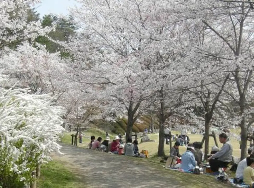 【けいはんな記念公園】桜