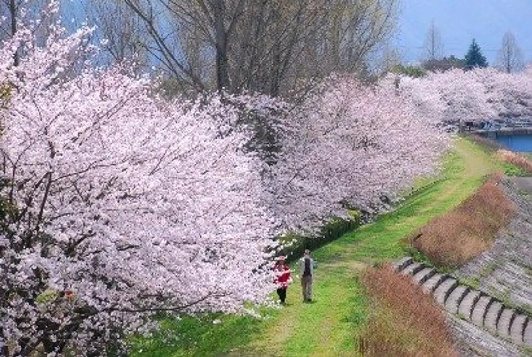 【亀岡運動公園】桜