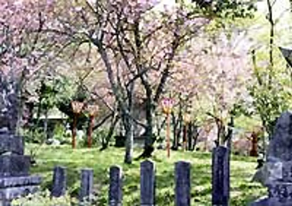 【板列公園】桜