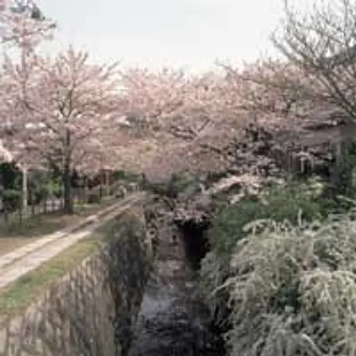 桜　哲学の道