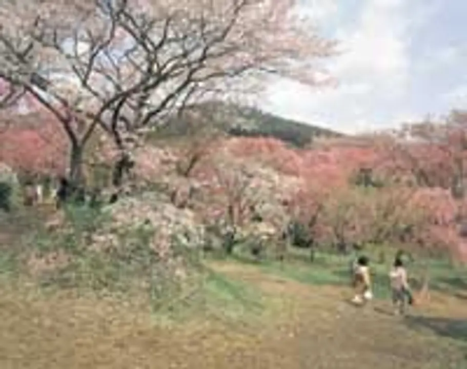 桜　原谷苑