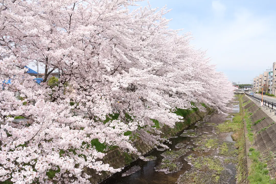 【馬坂川畔】桜