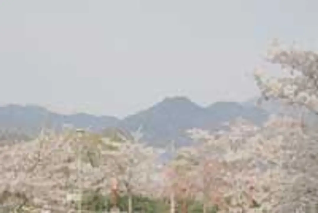 【共楽公園】桜