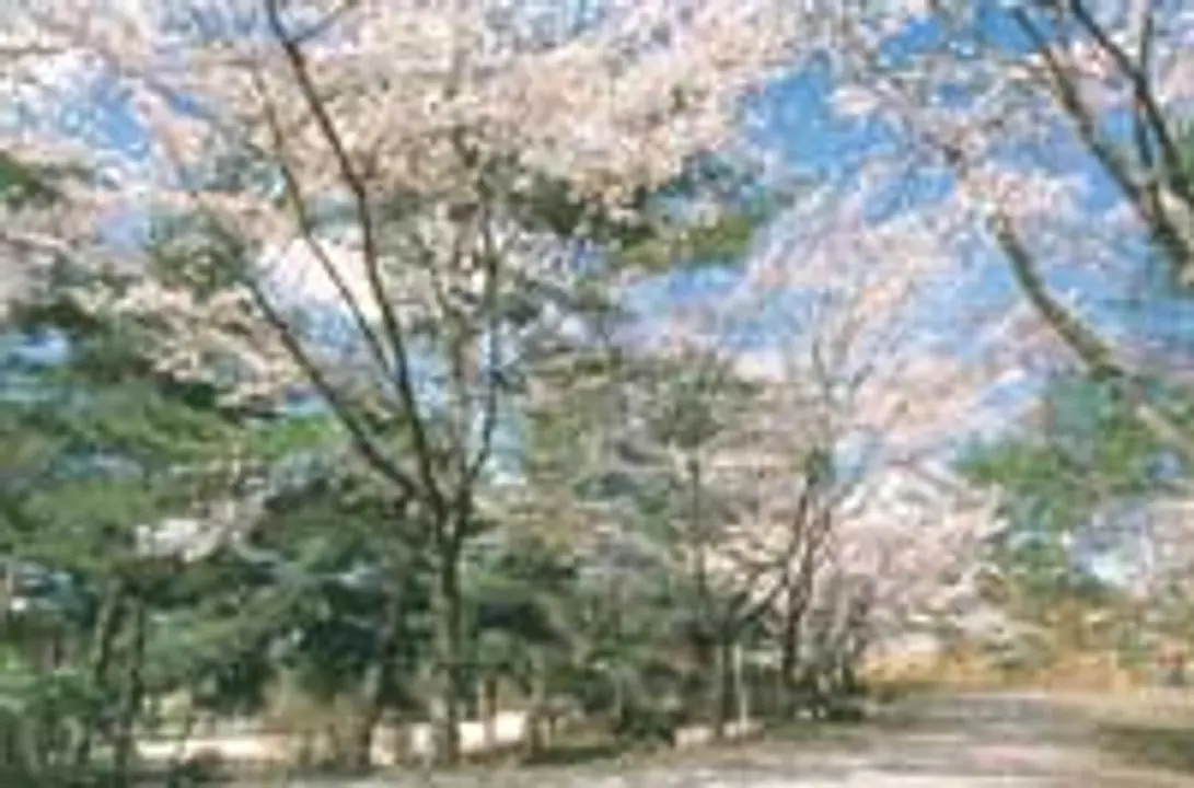 【京都府立丹波自然運動公園】桜