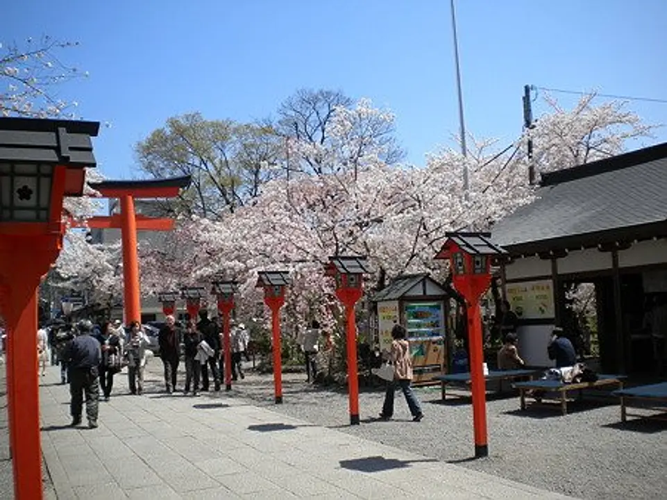 【平野神社】桜