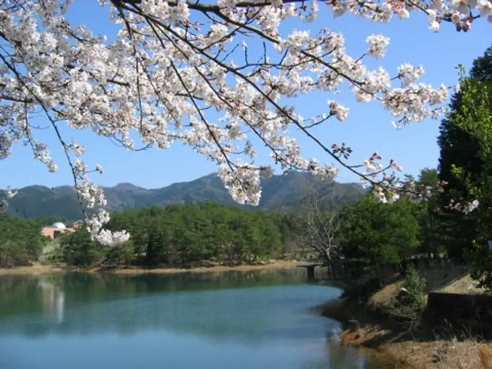 【三段池公園】桜