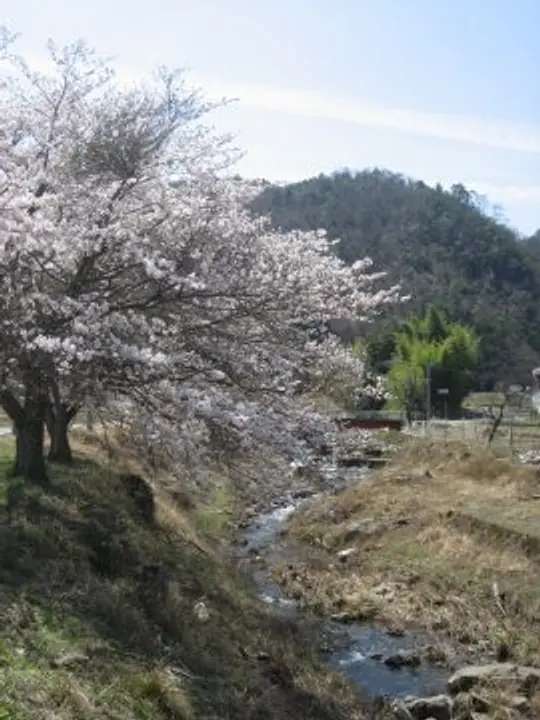 【るり渓】桜