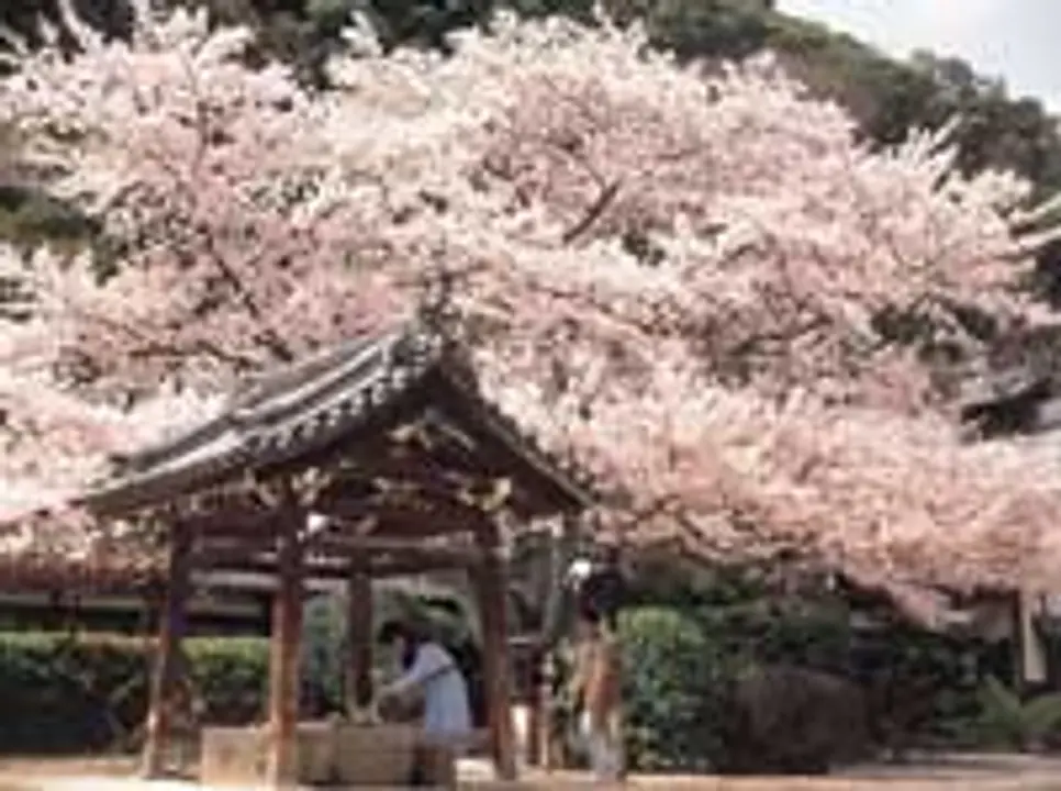 【山崎聖天】桜
