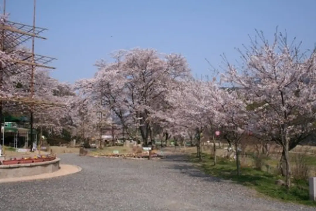 【笠置キャンプ場】桜（ソメイヨシノ、ヤマザクラ等）