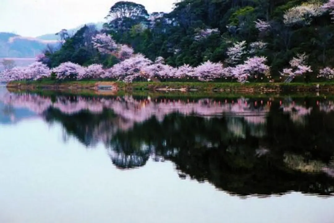 【離湖公園】桜
